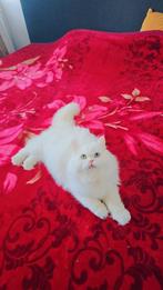 Twee mannelijke katten, Dieren en Toebehoren, Kater