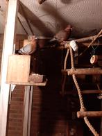 Vink duif, Dieren en Toebehoren, Vogels | Duiven, Meerdere dieren, Postduif