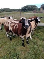 Te koop gevraagd   BONTE RAM, Dieren en Toebehoren, Schapen, Geiten en Varkens, Mannelijk, Schaap