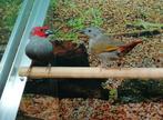 Gezocht tropische vogels., Meerdere dieren