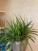 Grote Sanseveria kamerplant, Ophalen of Verzenden, Overige soorten, Volle zon