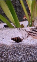 veel Helena slakken, Dieren en Toebehoren, Vissen | Aquariumvissen, Slak of Weekdier