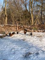 Wyandotte kriel hanen, Dieren en Toebehoren, Mannelijk, Kip