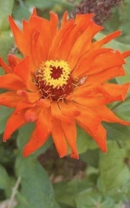 Zinnia Aztec Orange, Ophalen of Verzenden