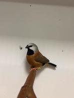 Gordelgrasvinken, Dieren en Toebehoren, Meerdere dieren, Tropenvogel, Geringd