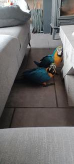 Tamme Blauwgele baby ara's, Dieren en Toebehoren, Vogels | Parkieten en Papegaaien, Vrouwelijk, Papegaai, Geringd