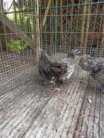 Australorp kriel jong, Dieren en Toebehoren, Pluimvee, Meerdere dieren, Kip
