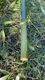 Bamboe, Ophalen, Halfschaduw, Perenboom, Lente