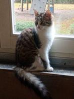Prachtige kittens, Dieren en Toebehoren, Katten en Kittens | Overige Katten, Meerdere dieren