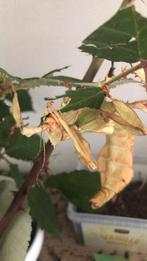 Australische flapentak, Dieren en Toebehoren, Insecten en Spinnen, Bijen