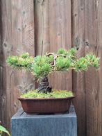 Bonsai pre Bonsai Pinus, Tuin en Terras, Planten | Bomen, Ophalen, Volle zon, Overige soorten, Minder dan 100 cm