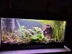 Ingericht Juwel aquarium 60 cm met LED verlichting, Dieren en Toebehoren, Ophalen, Gebruikt, Gevuld zoetwateraquarium