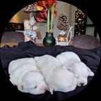 Maltezer pups. Rasecht. Vader en moeder aanwezig., Dieren en Toebehoren, Honden | Chihuahua's en Gezelschapshonden, Maltezer, CDV (hondenziekte)
