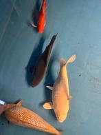 2x koi (platinum ogon &magoi), Karper of Koi