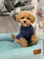 Premium Maltipoo F2 pup ( Maltipoo / Aziatische toy poedel), Dieren en Toebehoren, Particulier, Rabiës (hondsdolheid), Overige rassen
