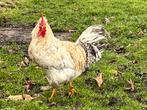 Haan, Dieren en Toebehoren, Pluimvee, Mannelijk, Kip
