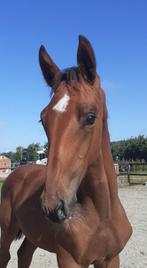 Goed bewegend dressuurhengstveulen, Dieren en Toebehoren, Paarden, Minder dan 160 cm, Niet van toepassing, Dressuurpaard, 0 tot 2 jaar