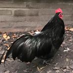Australorp te koop!, Meerdere dieren, Kip