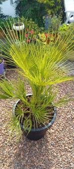 Palmboom / Vier stammige Trachycarpus in pot, Tuin en Terras, Planten | Bomen, Bloeit niet, Halfschaduw, 100 tot 250 cm, Palmboom