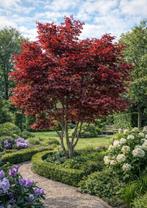 Exclusieve bomen & tuinplanten – palmatum estate, Tuin en Terras, Planten | Bomen, Ophalen of Verzenden