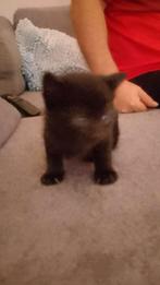 Kittens te koop, Dieren en Toebehoren, Meerdere dieren
