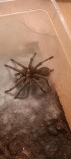 Harpactira pulchripes man, Dieren en Toebehoren