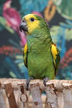 Jonge Baby Blauw voorhoofd Amazones | Handtam | Nieuwsgierig, Dieren en Toebehoren, Vogels | Parkieten en Papegaaien, Meerdere dieren