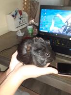 Cavia beertje, Dieren en Toebehoren, Cavia, Augustus, Mannelijk, Tam