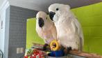 Jonge tamme baby Witkuifkakatoes Alba, Dieren en Toebehoren, Vogels | Parkieten en Papegaaien, Meerdere dieren, Papegaai, Geringd