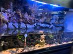 Paludarium, Dieren en Toebehoren, Ophalen, Gebruikt, Plant(en), Steen of Hout