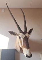 Opgezette kop Oryx Gemsbok antilope hoorns spiesbok, Verzamelen, Dierenverzamelingen, Wild dier, Gewei of Kop, Gebruikt, Ophalen