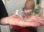 Diverse jonge muizen te koop., Meerdere dieren, Muis