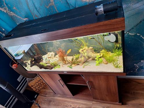 Juwel Rio 240 Compleet, Dieren en Toebehoren, Vissen | Aquaria en Toebehoren, Gebruikt, Gevuld zoetwateraquarium, Ophalen