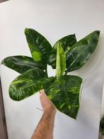 Philodendron Green Congo Variegated, Ophalen of Verzenden, Overige soorten, Minder dan 100 cm