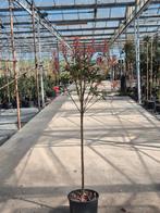 Glansmispel  op bol, Ophalen of Verzenden, Lente, Volle zon, Bolboom