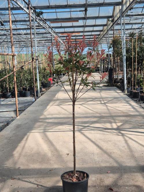 Glansmispel  op bol, Tuin en Terras, Planten | Bomen, Bolboom, Volle zon, Lente, Ophalen of Verzenden