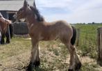 trekpaard merrie veulen, Dieren en Toebehoren, Merrie, Onbeleerd, Gechipt, 0 tot 2 jaar