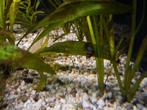 Helena slakken slak etende slakken 10 voor 5 euro, Dieren en Toebehoren, Vissen | Aquariumvissen, Slak of Weekdier