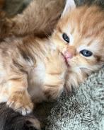 Prachtige Black en Golden siberische raskittens met stamboom, Dieren en Toebehoren, Meerdere dieren, Met stamboom