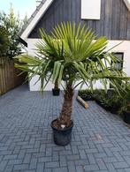 Winterharde palmboom trachycarpus fortunei, Tuin en Terras, Planten | Bomen, 100 tot 250 cm, Zomer, Palmboom, Ophalen