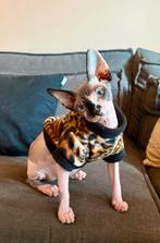 Handmade Op maat gemaakt Kattenkleding Sphynx Kat Rex Kitten, Ophalen of Verzenden, Nieuw