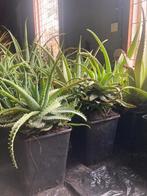 Aloé Vera planten, Huis en Inrichting, Kamerplanten, Ophalen, Overige soorten, In pot, Minder dan 100 cm