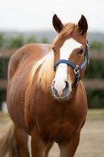 Knappe Eve zoekt een nieuw huis! Aqha, American Quarterhorse, Dieren en Toebehoren, Paarden, Merrie, Minder dan 160 cm, Met stamboom