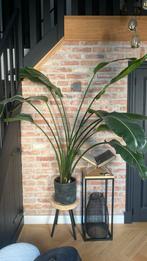 Strelitzia nicolai 160cm, Huis en Inrichting, Kamerplanten, Ophalen, Overige soorten, 150 tot 200 cm