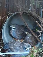 Chinese dwergkwartel haantjes, Dieren en Toebehoren, Vogels | Overige Vogels, Mannelijk, Tropenvogel