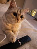 1 Briste Korthaar & 1 Scottish Fold, Dieren en Toebehoren, Katten en Kittens | Raskatten | Korthaar, Kater