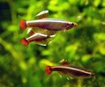 Chinese danio, Vis, Zoetwatervis, Schoolvis