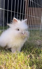 Raszuiver Teddy Dwerg konijntje, Dieren en Toebehoren, Konijnen, Mannelijk, Dwerg, 0 tot 2 jaar