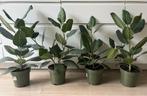 4 x Ficus Audrey - 75cm hoog, Huis en Inrichting, Kamerplanten, Ophalen, Ficus, Halfschaduw, Minder dan 100 cm