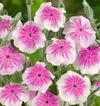 Prikneus  , Lychnis Coronaria, Overige soorten, Volle zon, Vaste plant, Ophalen of Verzenden